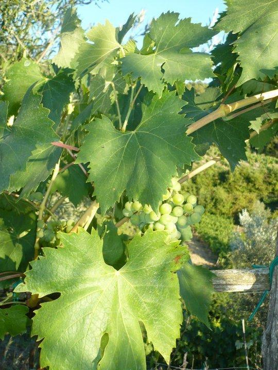 הוילה גרבה אין קיאנטי Agriturismo Poggio All'Olmo מראה חיצוני תמונה